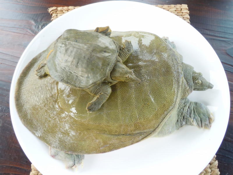 【精品】龚老汉甲鱼1.5斤母鳖活体生态养殖家庭食补