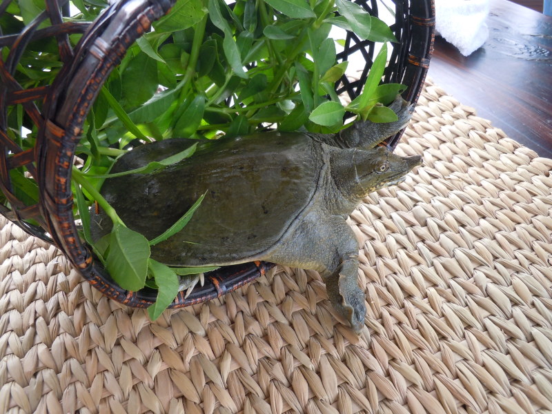 【推荐】龚老汉小童子甲鱼生态养殖品质保证