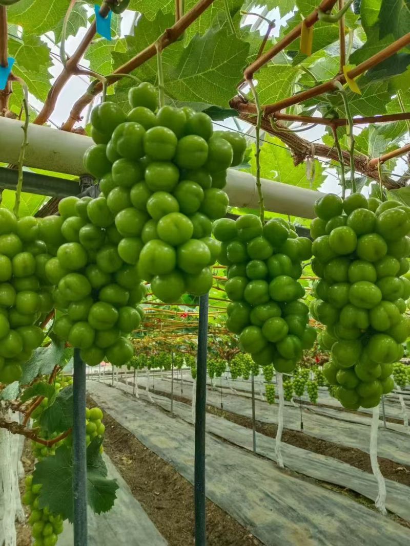 陕西渭南精品葡萄阳光玫瑰/货源充足量大价优货源充足
