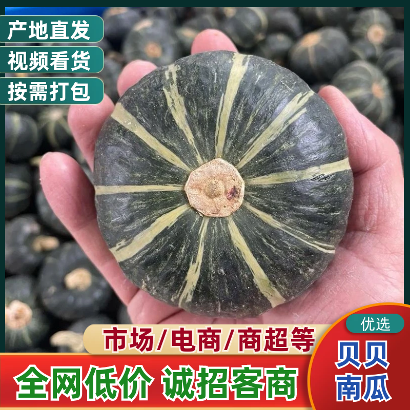 湖北宜城精选贝贝南瓜产地直供质量保证货源充足全国发货