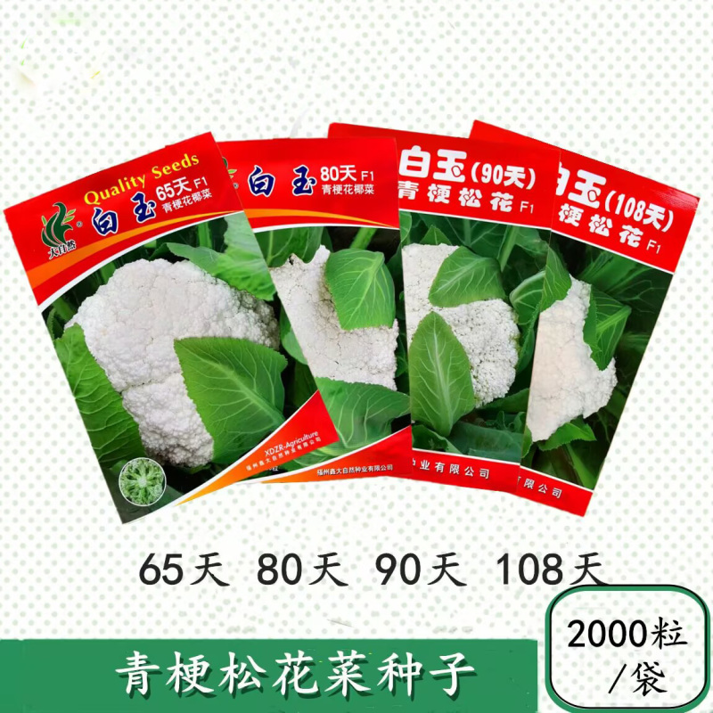 白玉65天80天108天青梗松花菜种子抗热花椰菜松花菜种