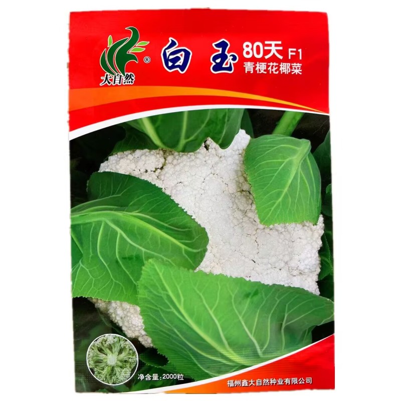 白玉65天80天108天青梗松花菜种子抗热花椰菜松花菜种