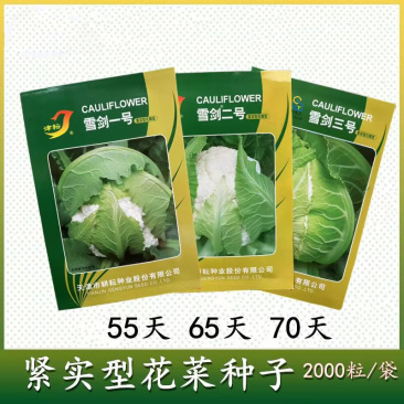 雪剑一号二号三号紧实型花椰菜种子抗热实花白花菜种子