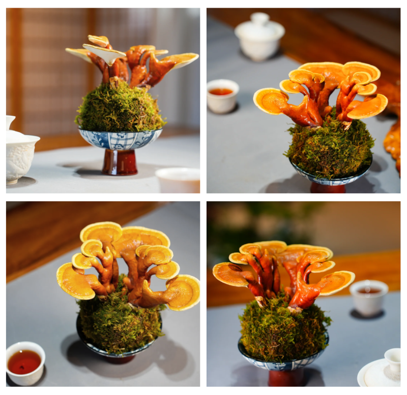 活体灵芝种植菌包居家盆栽观赏培育原料灵芝菌棒