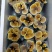 活体灵芝种植菌包居家盆栽观赏培育原料灵芝菌棒