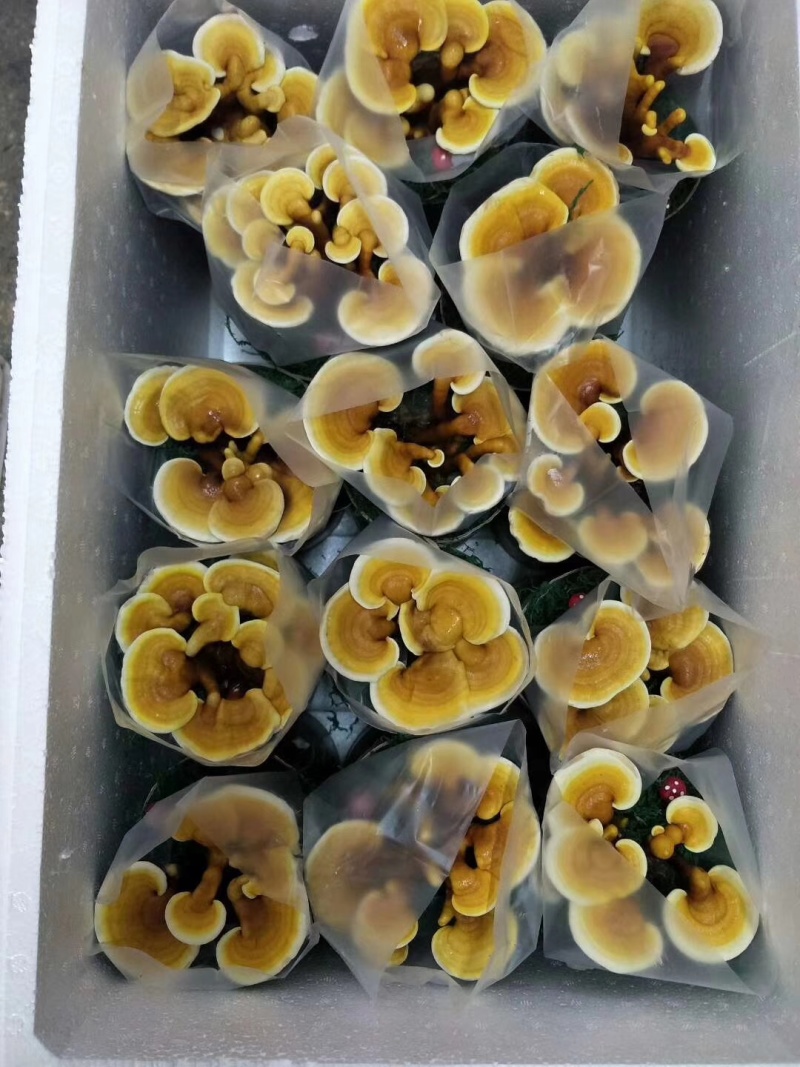 活体灵芝种植菌包居家盆栽观赏培育原料灵芝菌棒