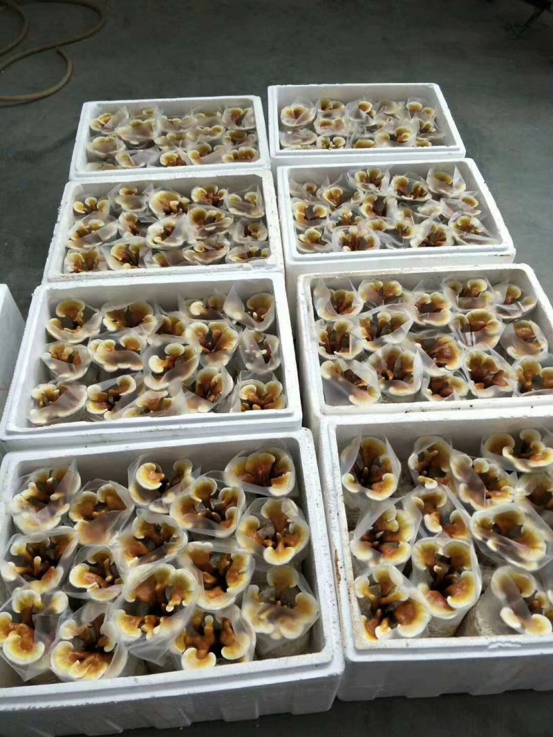 活体灵芝种植菌包居家盆栽观赏培育原料灵芝菌棒