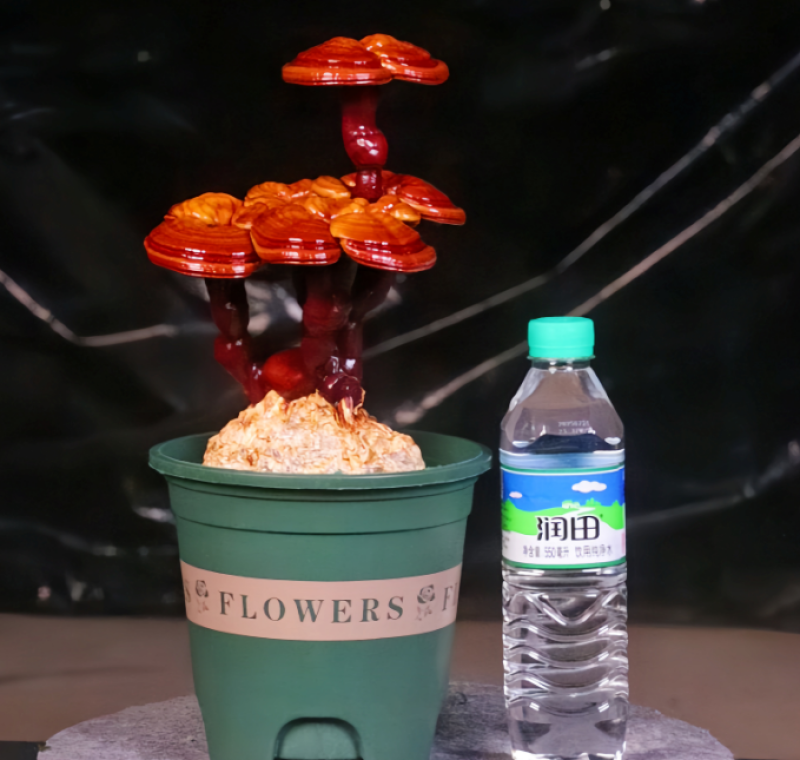活体灵芝种植菌包居家盆栽观赏培育原料灵芝菌棒