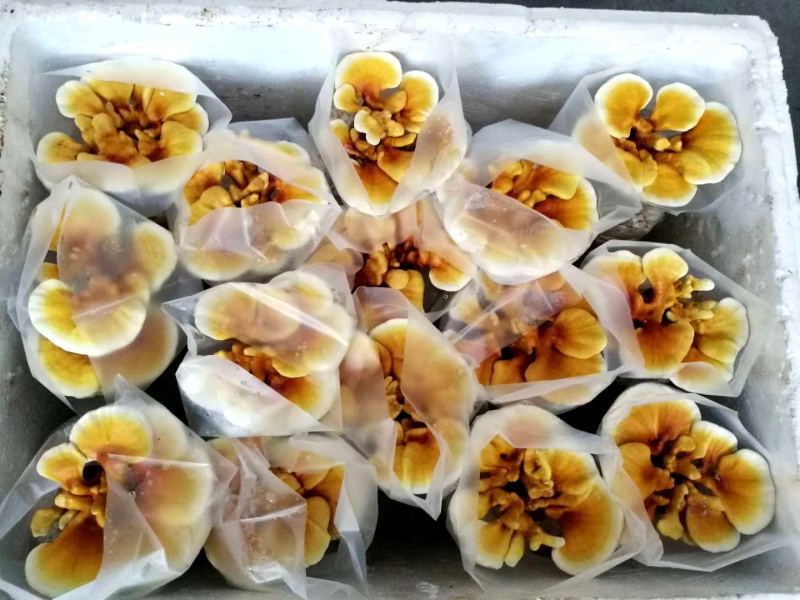 活体灵芝种植菌包居家盆栽观赏培育原料灵芝菌棒