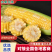 水果玉米大量上市，产地直发，品质保障，量大从优