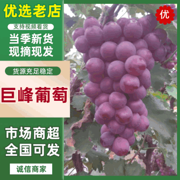精品巨峰葡萄大量上市口甜粒大颜色好耐运输
