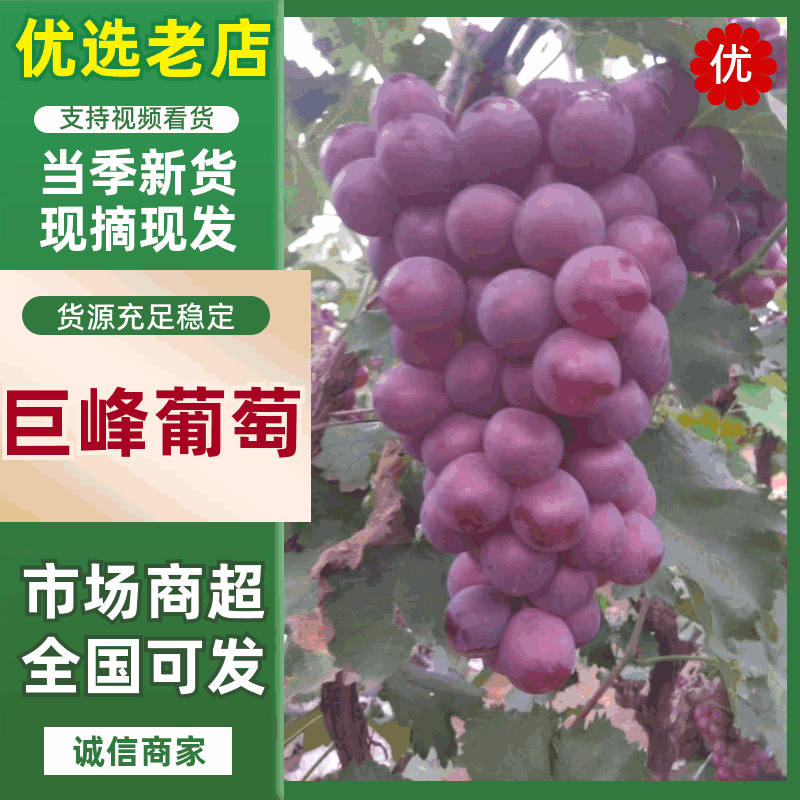 精品巨峰葡萄大量上市口甜粒大颜色好耐运输