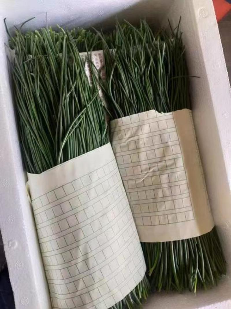 【推荐】甘肃精品沙葱货源充足产地直发欢迎来电