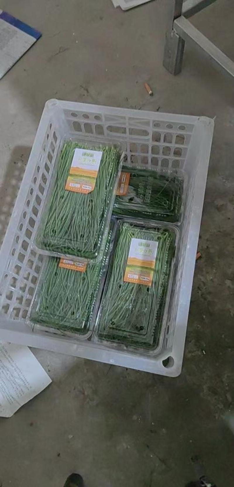 【推荐】甘肃精品沙葱货源充足产地直发欢迎来电
