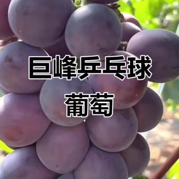 藤稔葡萄精品乒乓球葡萄对接电商市场商超视频看货