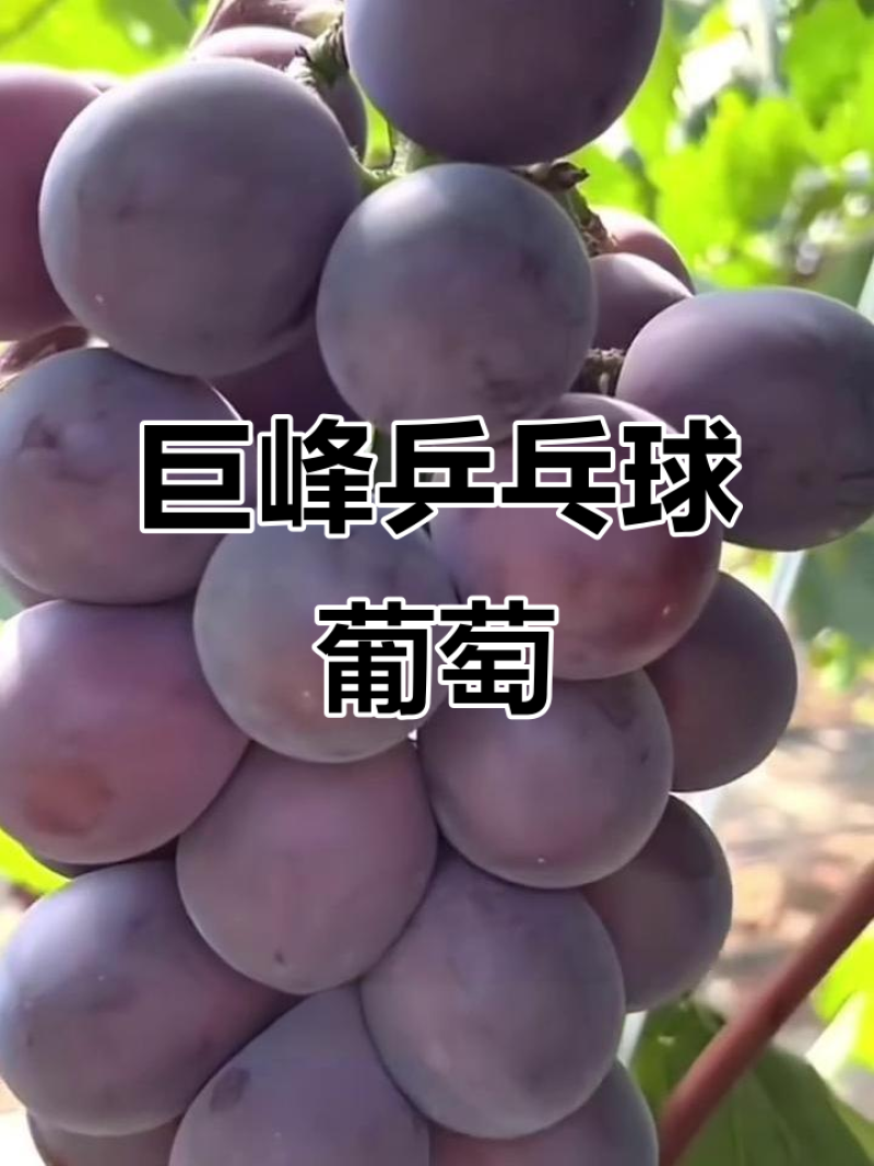 藤稔葡萄精品乒乓球葡萄对接电商市场商超视频看货