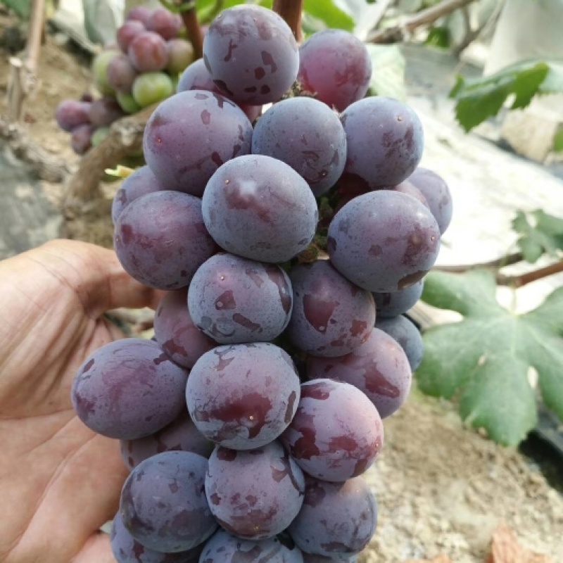 藤稔葡萄精品乒乓球葡萄对接电商市场商超视频看货