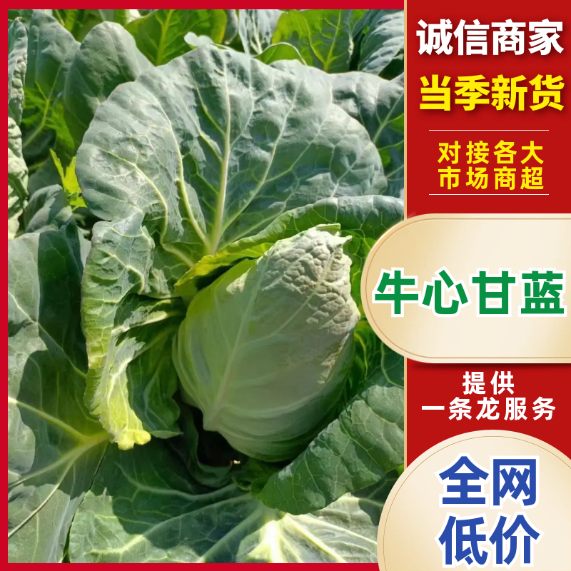 云南昭通永善县牛心甘蓝新鲜上市价格不贵质量有保障