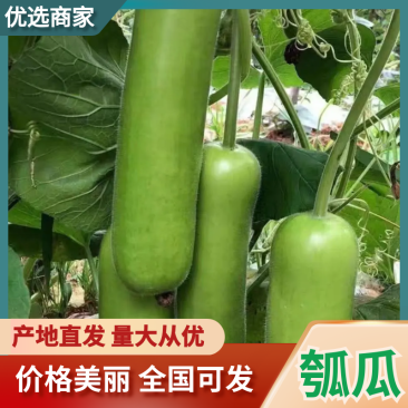 瓠子大量上市支持视频看货量大从优欢迎订购