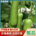 瓠子大量上市支持视频看货量大从优欢迎订购