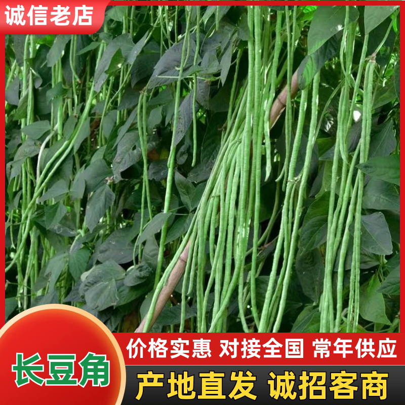 青条豆角长豆角支持视频看货打款发货欢迎订购