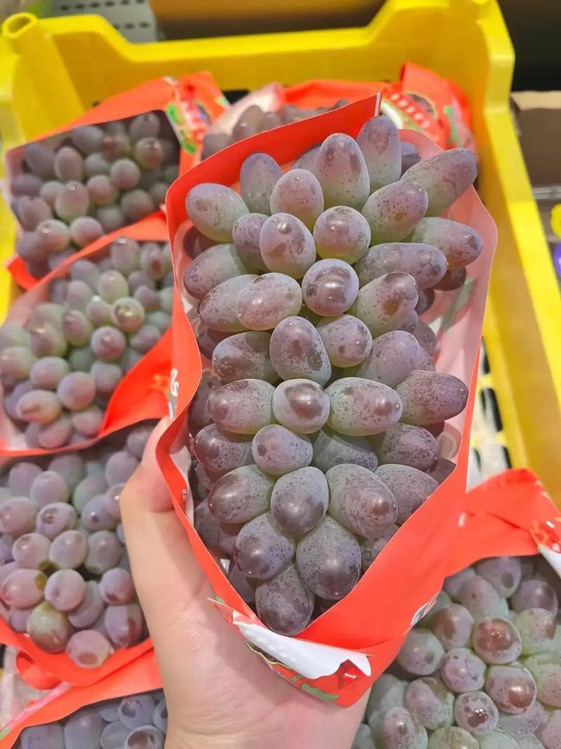 河北葡萄精品茉莉香葡萄基地直发对接电商市场商超