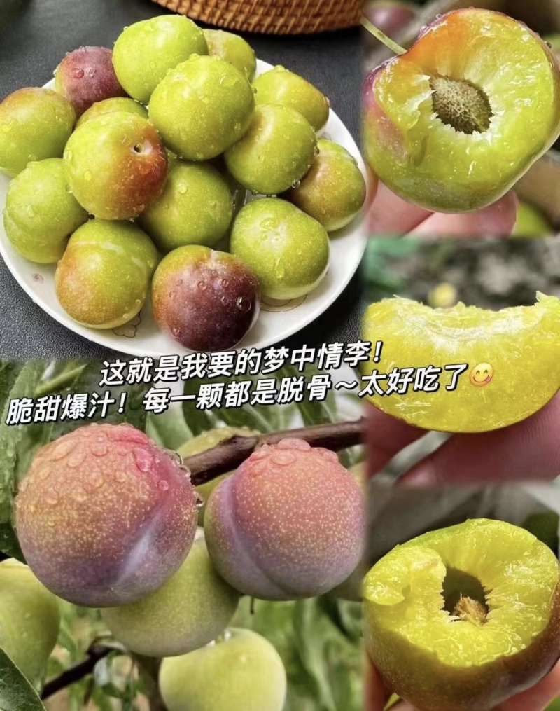 【一件代-发】脱骨李青脆李子产地直发可对接全国电商市场