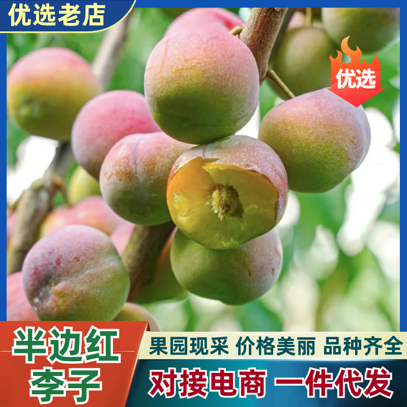 半边红李子黄金李五月脆茵红李青脆李品质保障欢迎采购