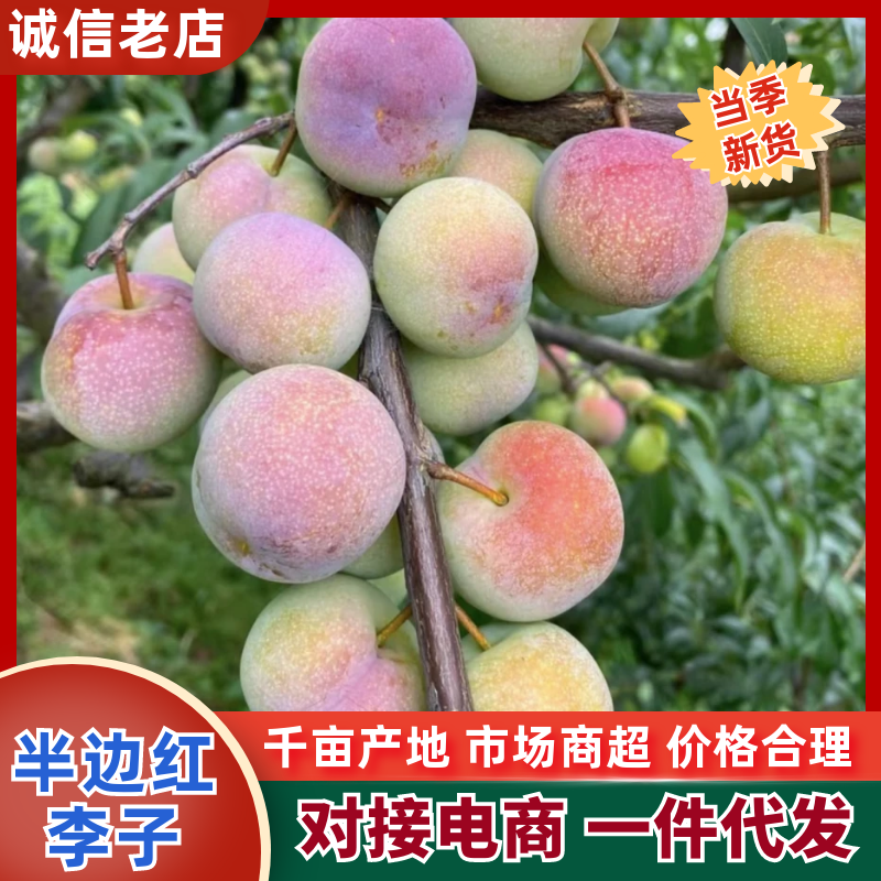 【一件代-发】半边红李子精品李子几十万斤可对接电商等