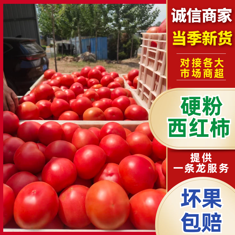 硬粉西红柿，果形好颜色亮，硬度抗运输，需要老板大量采购高