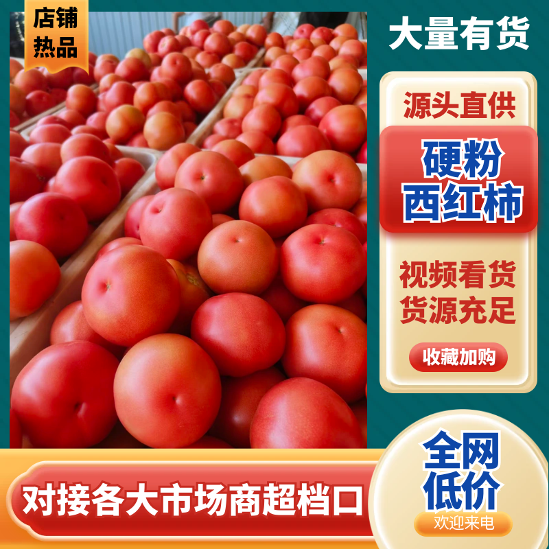 硬粉西红柿，果形好颜色亮，硬度抗运输，需要老板大量采购高