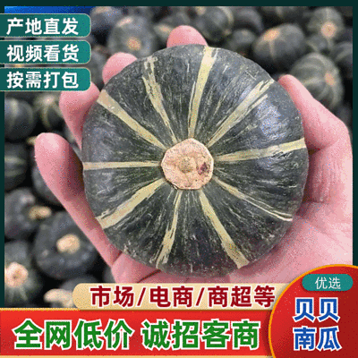 湖北宜城精选贝贝南瓜产地直供质量保证货源充足全国发货