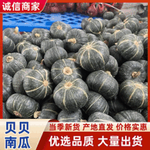 精品贝贝南瓜湖北产地直发质量保证一手货源对接商超