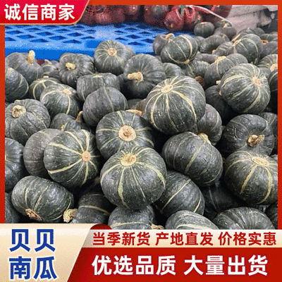 精品贝贝南瓜湖北产地直发质量保证一手货源对接商超