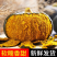 精品贝贝南瓜湖北产地直发质量保证一手货源对接商超