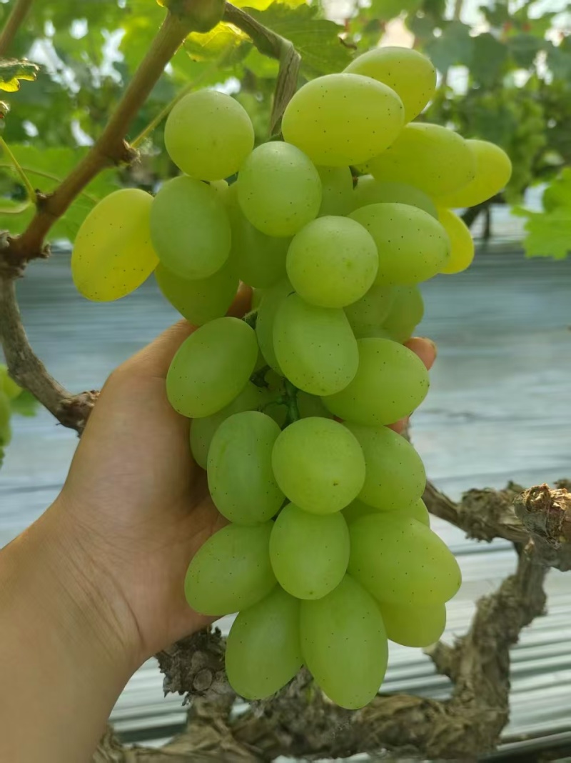 维多利亚葡萄河北葡萄衡水葡萄基地直发价格实惠品质保障