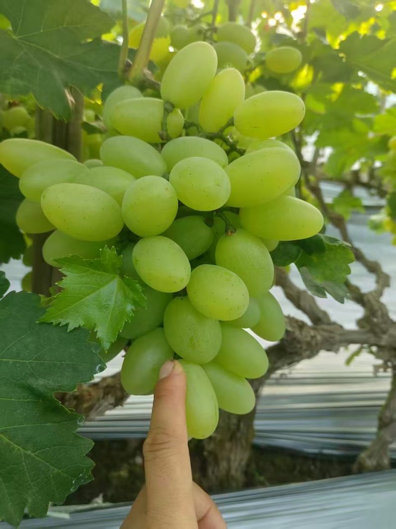 维多利亚葡萄河北葡萄衡水葡萄基地直发价格实惠品质保障