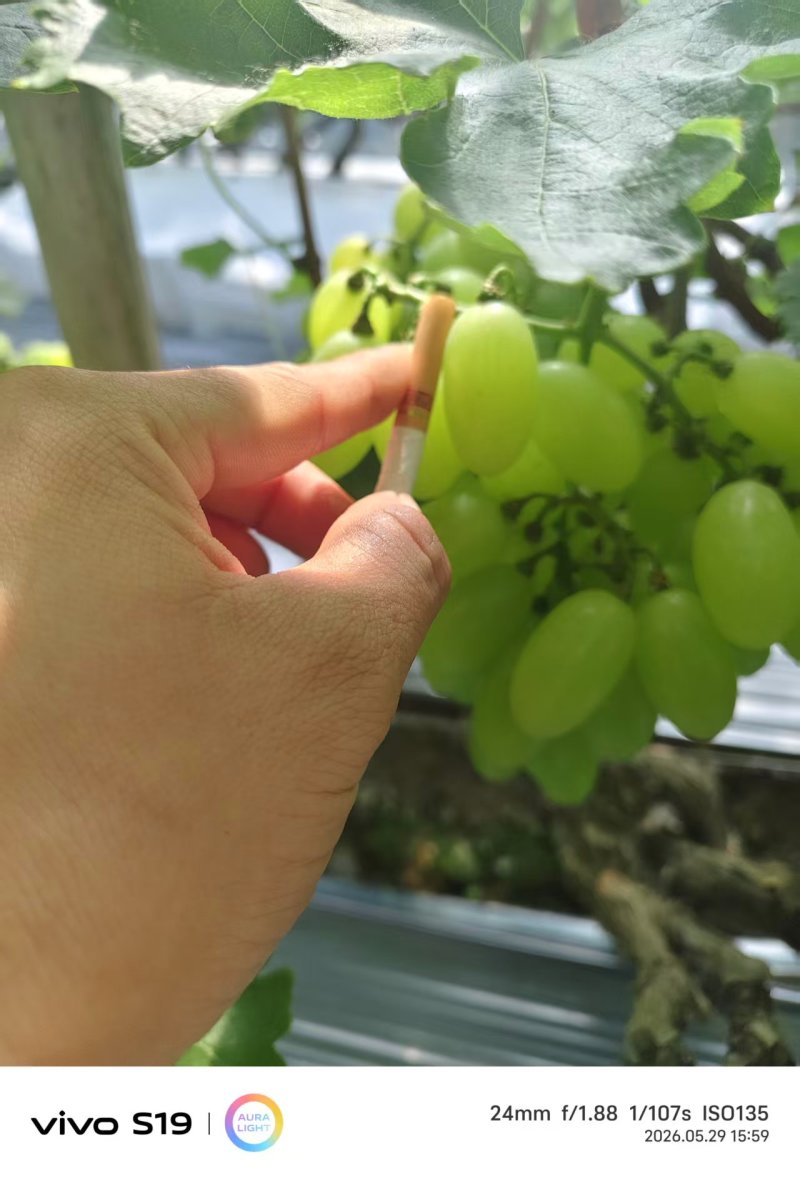 维多利亚葡萄河北葡萄衡水葡萄基地直发价格实惠品质保障