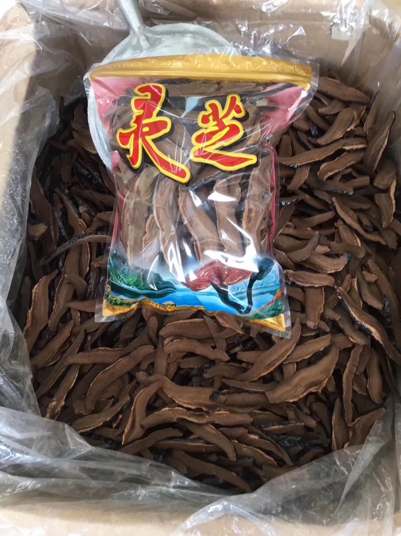 原产地灵芝切片干货代用茶原料灵芝片散装量大从优