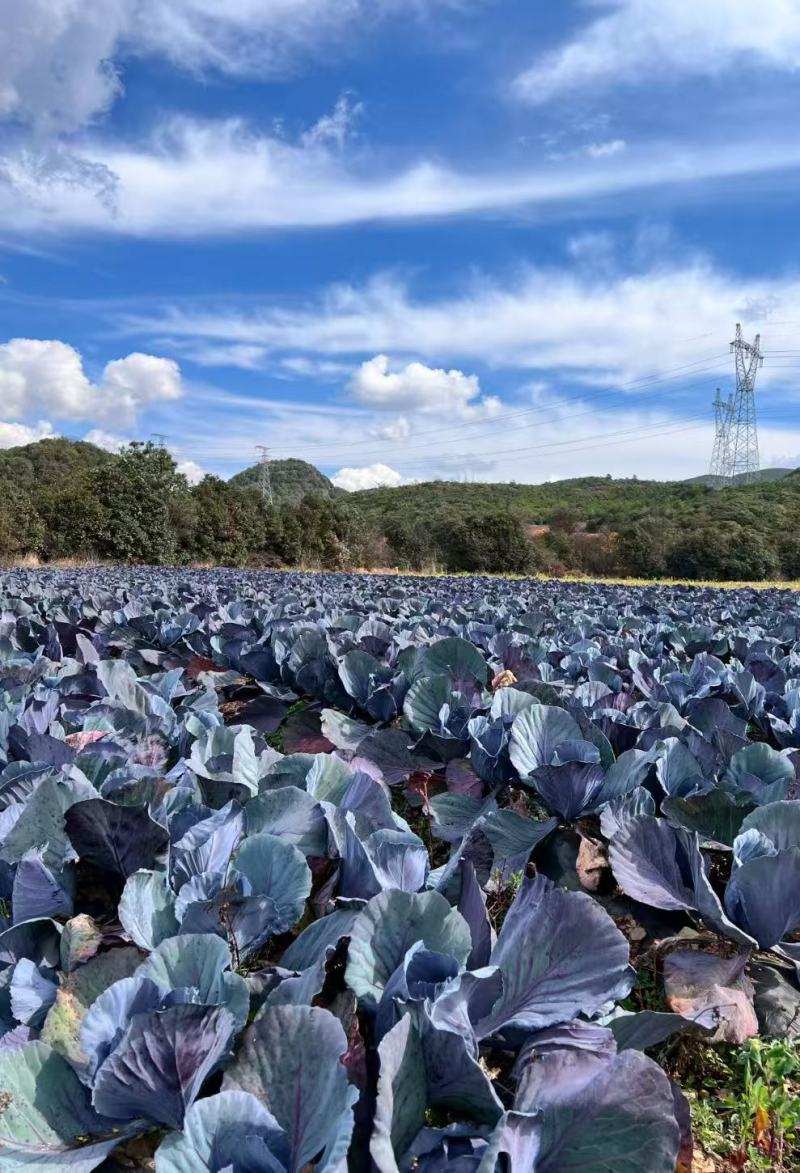 云南高原紫甘蓝露天紫包菜产地整车批发