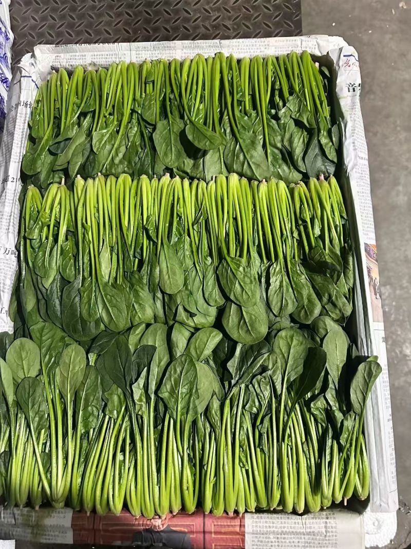 大叶菠菜产地直供品质保证，对接超市档口批发市场，全国发货