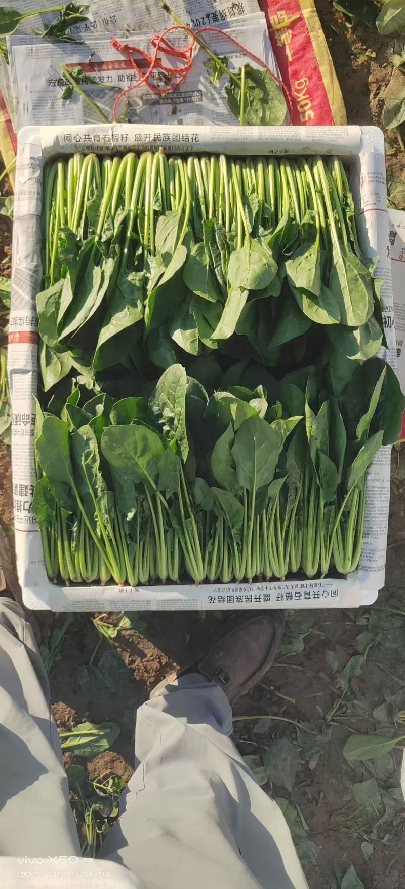 大叶菠菜产地直供品质保证，对接超市档口批发市场，全国发货