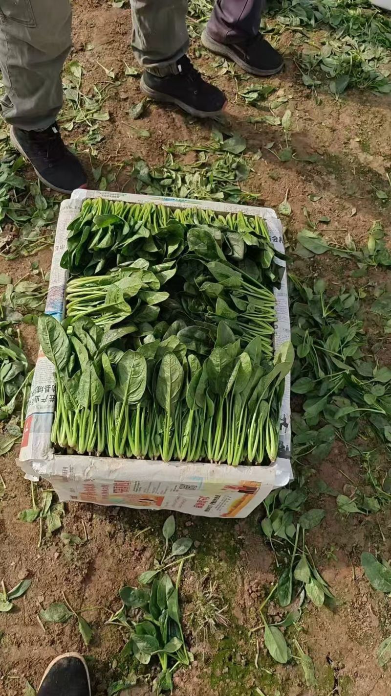 大叶菠菜产地直供大量有货一手货源价格合理，对接全国