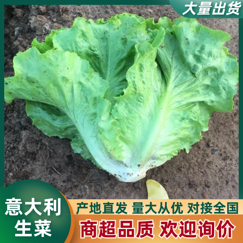 山西精品意大利生菜视频看货商超全国批发市场诚信第一