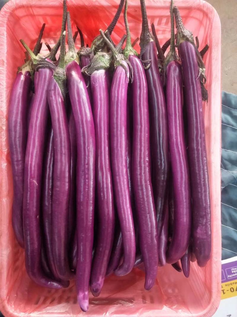 安徽精品线茄/茄子🍆/产地直发量大从优货源充足