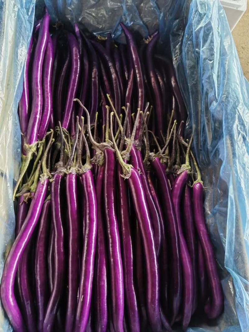 安徽高山精品线茄/茄子🍆/产地直发量大从优货源充足