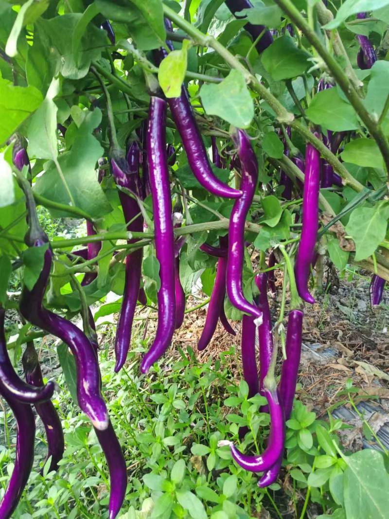 安徽高山精品线茄/茄子🍆/产地直发量大从优货源充足