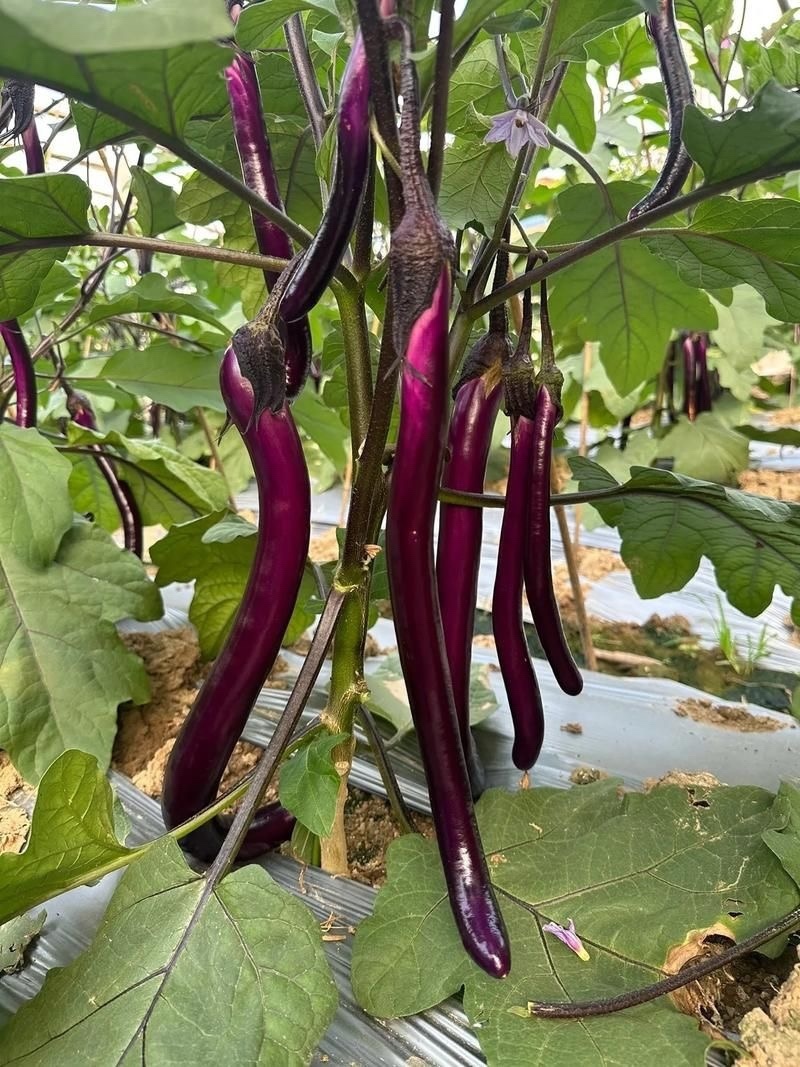 安徽高山精品线茄/茄子🍆/产地直发量大从优货源充足