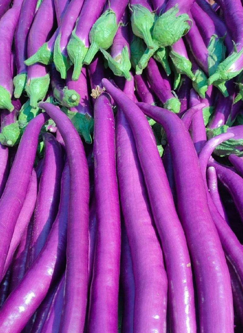 安徽高山精品线茄/茄子🍆/产地直发量大从优货源充足
