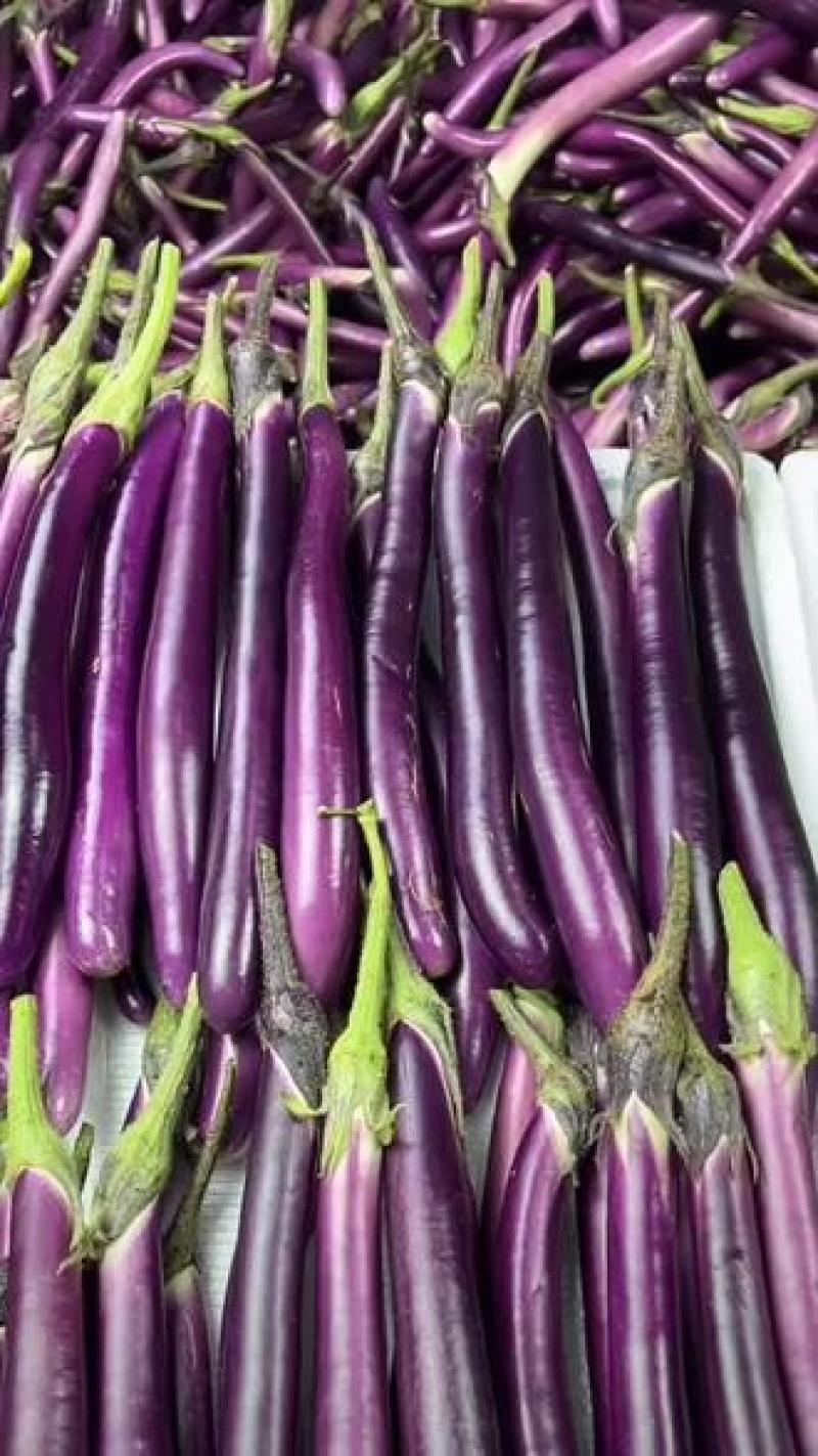 安徽高山精品线茄/茄子🍆/产地直发量大从优货源充足